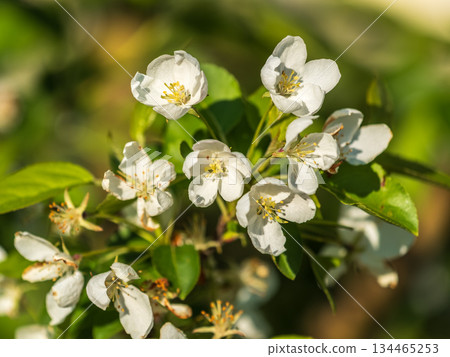 White blossoming apple trees in the sunset light. Spring season, spring colors. White blossoming apple trees in the sunset light. Spring season, spring colors. 134465253