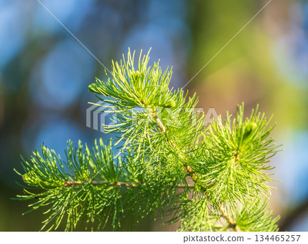 Young branches of larch. Closeup of green larch young needles. Young branches of larch. Closeup of green larch young needles. 134465257