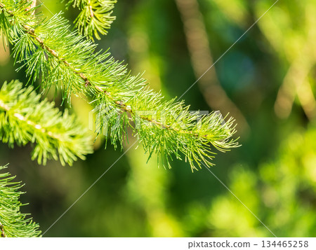 Young branches of larch. Closeup of green larch young needles. 134465258