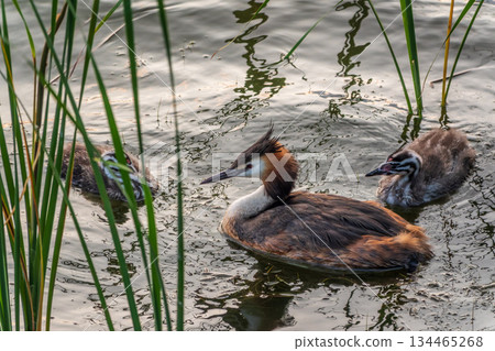 The waterfowl bird, great crested grebe with chick, swimming in the lake. 134465268