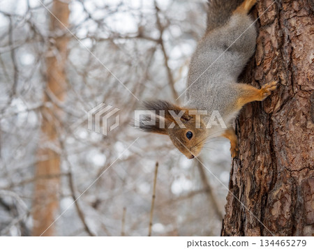 Squirrel sitting upside down on a tree trunk. The squirrel hangs upside down on a tree against colorful blurred background. Close-up. Squirrel sitting upside down on a tree trunk. The squirrel hangs upside down on a tree against colorful blurred background. Close-up. 134465279