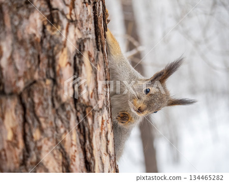 Portrait of a squirrel on a tree trunk 134465282
