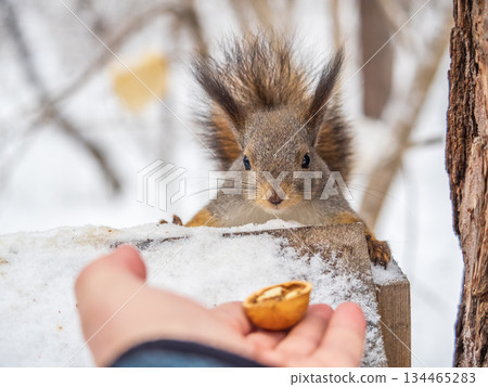 Squirrel sitting upside down on a tree trunk. The squirrel hangs upside down on a tree against colorful blurred background. Close-up. 134465283