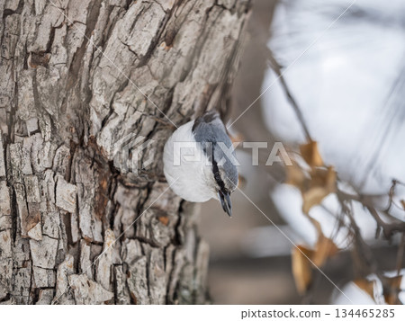 Eurasian nuthatch or wood nuthatch, lat. Sitta europaea, sitting on a tree trunk with a blurred background. 134465285