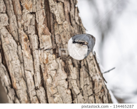 Eurasian nuthatch or wood nuthatch, lat. Sitta europaea, sitting on a tree trunk with a blurred background. 134465287