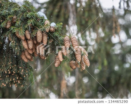 Green fir branches in winter covered with snow Green fir branches in winter covered with snow 134465290
