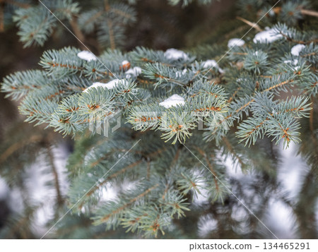 Green fir branches in winter covered with snow Green fir branches in winter covered with snow 134465291