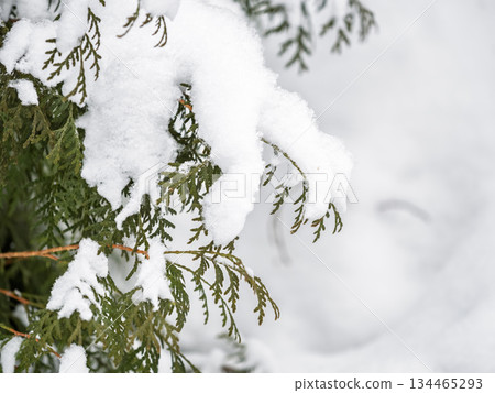 Close-up of thuja in snow. Thuja branch covered with layer of snow. White background. Green thuja branches are covered with frost outdoors in winter. Close-up of thuja in snow. Thuja branch covered with layer of snow. White background. Green thuja branches are covered with frost outdoors in winter. 134465293
