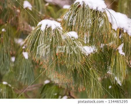 Cedar branches with long fluffy needles in winter covered with snow Cedar branches with long fluffy needles in winter covered with snow 134465295