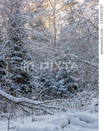 Tree branches in winter covered with snow and frost in snowfall. Frozen tree branches. 134465297