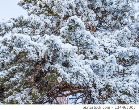 Pine branch with needles is covered with snow in the sunset light 134465305