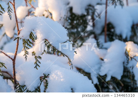 Close-up of thuja in snow. Thuja branch covered with layer of snow. White background. Green thuja branches are covered with frost outdoors in winter. 134465310