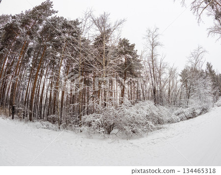 Beautiful winter landscape. Trees in the snow in a clearing on a cold day. Beautiful winter landscape. Trees in the snow in a clearing on a cold day. 134465318