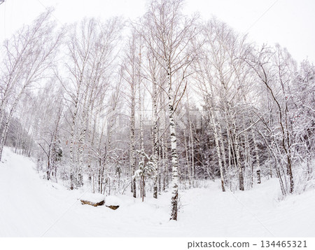 Beautiful winter landscape. Trees in the snow in a clearing on a cold day. Beautiful winter landscape. Trees in the snow in a clearing on a cold day. 134465321