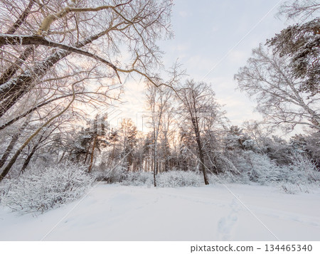 Beautiful winter landscape. Trees in the snow in a clearing on a cold day. 134465340