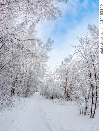 Beautiful winter landscape. Trees in the snow in a clearing on a cold day. Beautiful winter landscape. Trees in the snow in a clearing on a cold day. 134465349