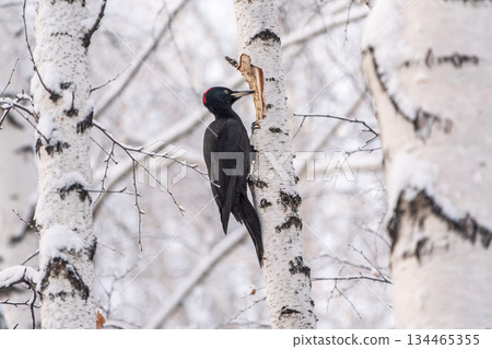 Black woodpecker female Dryocopus martius on a birch in a winter forest 134465355