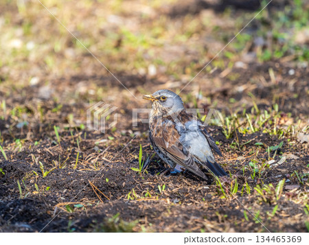 A fieldfare chick, Turdus pilaris, has left the nest and sitting on the spring lawn. A fieldfare chick sits on the ground and waits for food from its parents. A fieldfare chick, Turdus pilaris, has left the nest and sitting on the spring lawn. A fieldfare chick sits on the ground and waits for food from its parents. 134465369