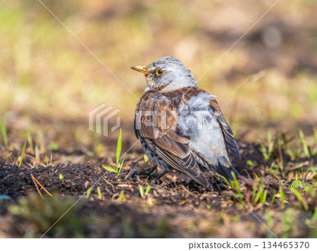 A fieldfare chick, Turdus pilaris, has left the nest and sitting on the spring lawn. A fieldfare chick sits on the ground and waits for food from its parents. A fieldfare chick, Turdus pilaris, has left the nest and sitting on the spring lawn. A fieldfare chick sits on the ground and waits for food from its parents. 134465370