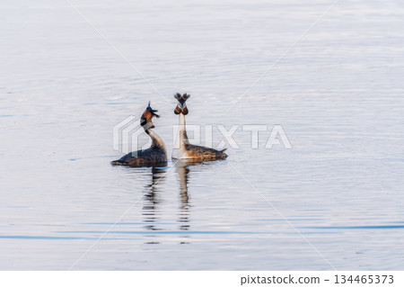 Mating games of two water birds Great Crested Grebes. Two waterfowl birds Great Crested Grebes swim in the lake with heart shaped silhouette 134465373