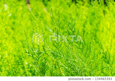 Green branches and young leaves of a thuja tree. 134465391