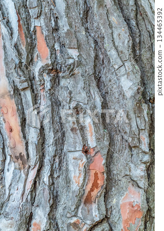 Old wood pine bark texture or background. 134465392