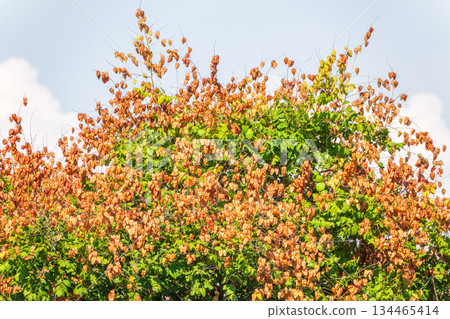 Branch with dry fruits of Koelreuteria paniculata. 134465414