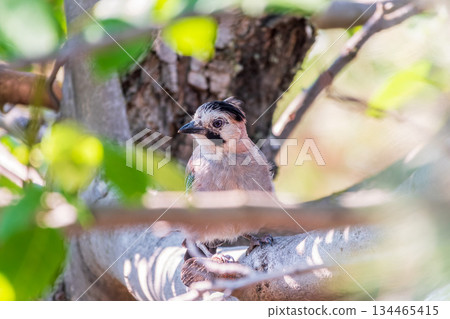 Eurasian jay, garrulus glandarius, sitting on top of old tree branch. Interested wild bird with brown and turquoise plumage from side view in nature. 134465415