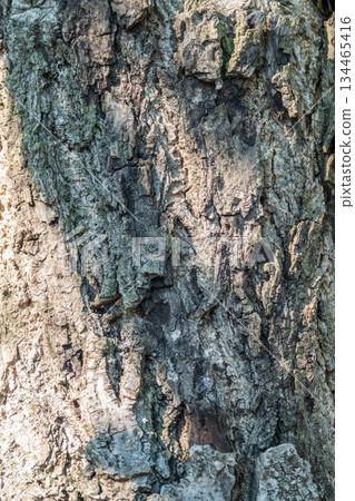 Bark texture and background of a old tree trunk Bark texture and background of a old tree trunk 134465416