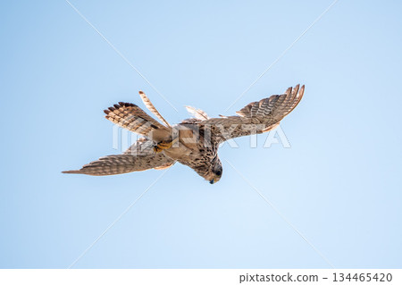 The common kestrel (Falco tinnunculus), also known as the European kestrel, Eurasian kestrel. The common kestrel (Falco tinnunculus), also known as the European kestrel, Eurasian kestrel. 134465420