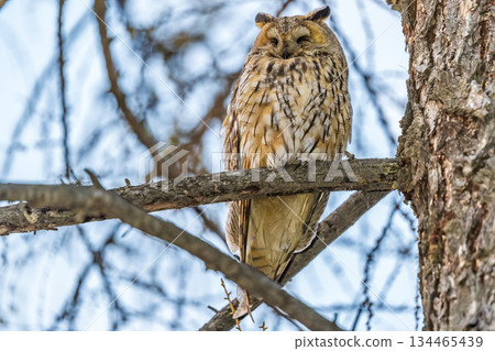 Long-eared owl (Asio otus), looking forward with wide opened eyes Long-eared owl (Asio otus), looking forward with wide opened eyes 134465439