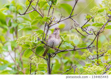 Thrush Nightingale, Luscinia luscinia. A bird sits on a tree branch and sings 134465443