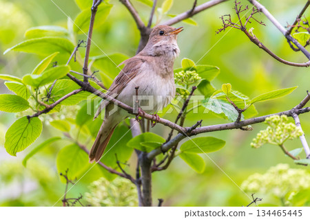 Thrush Nightingale, Luscinia luscinia. A bird sits on a tree branch and sings Thrush Nightingale, Luscinia luscinia. A bird sits on a tree branch and sings 134465445