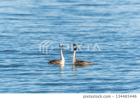 Mating games of two water birds Great Crested Grebes. Two waterfowl birds Great Crested Grebes swim in the lake with heart shaped silhouette Mating games of two water birds Great Crested Grebes. Two waterfowl birds Great Crested Grebes swim in the lake with heart shaped silhouette 134465446