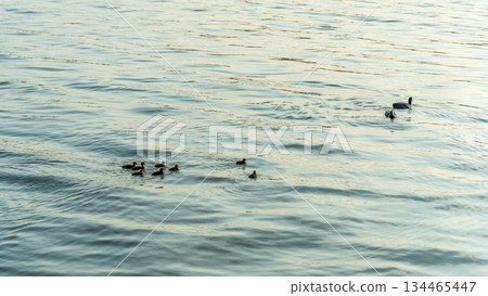 Eurasian Coot with Chicks Swimming on Lake 134465447