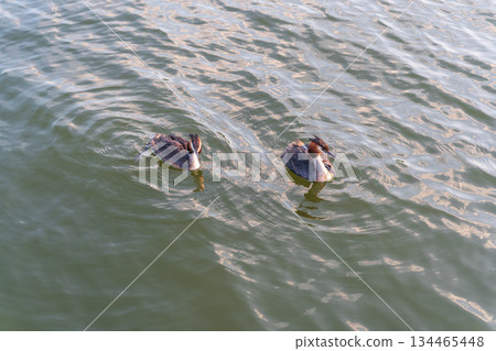 The water bird Great crested Grebe, Podiceps cristatus, swimming in the lake, and its cute babies riding on its back The water bird Great crested Grebe, Podiceps cristatus, swimming in the lake, and its cute babies riding on its back 134465448