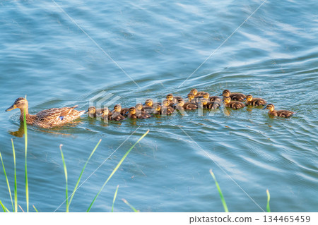 A family of ducks, a duck and its little ducklings are swimming in the water. The duck takes care of its newborn ducklings. Mallard, lat. Anas platyrhynchos A family of ducks, a duck and its little ducklings are swimming in the water. The duck takes care of its newborn ducklings. Mallard, lat. Anas platyrhynchos 134465459