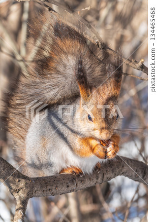 The squirrel sits on a branches without leaves in the winter or autumn The squirrel sits on a branches without leaves in the winter or autumn 134465468
