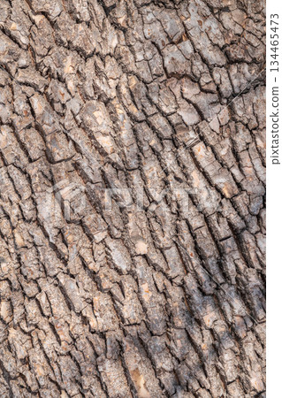 Texture of the bark of old maple tree Texture of the bark of old maple tree 134465473