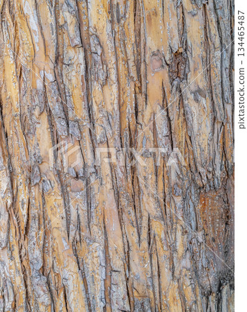 The texture of the bark of an old apple tree 134465487