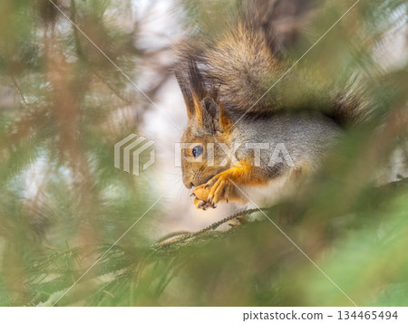 The squirrel with nut sits on tree in the autumn. Eurasian red squirrel, Sciurus vulgaris. The squirrel with nut sits on tree in the autumn. Eurasian red squirrel, Sciurus vulgaris. 134465494