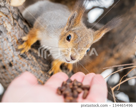 Squirrel eats nuts from a man's hand. Caring for animals in winter or autumn. Squirrel eats nuts from a man's hand. Caring for animals in winter or autumn. 134465496