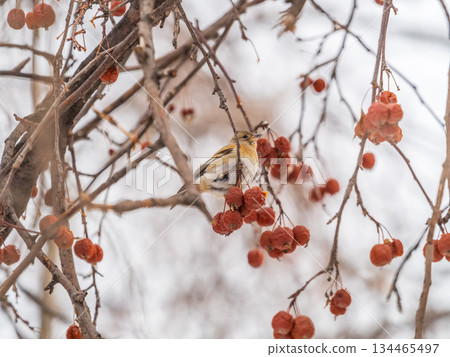 Brambling (Fringilla montifringilla) feeds on apples in winter. Brambling (Fringilla montifringilla) feeds on apples in winter. 134465497