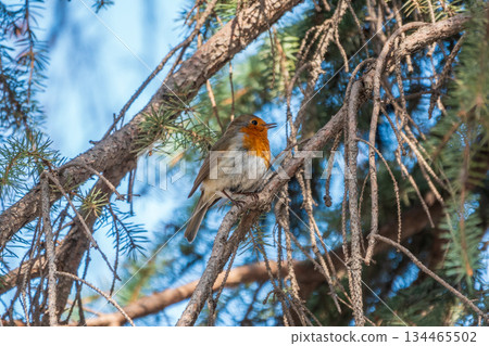 Cute bird the European Robin, Erithacus rubecula. sitting on the tree branch in winter. Cute bird the European Robin, Erithacus rubecula. sitting on the tree branch in winter. 134465502