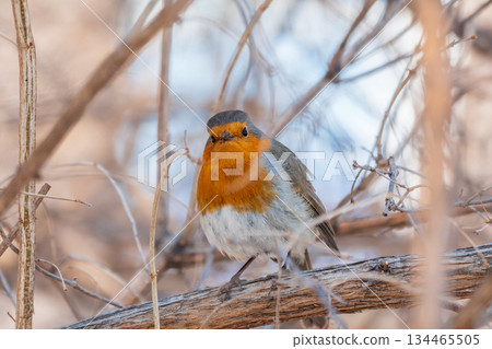 Cute bird the European Robin, Erithacus rubecula. sitting on the tree branch in winter. Cute bird the European Robin, Erithacus rubecula. sitting on the tree branch in winter. 134465505