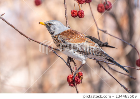 Fieldfare sitting on the bush and feeding on wild red apples in winter or early spring time. 134465509