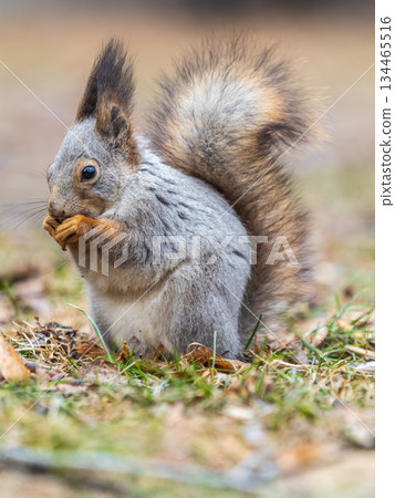 Squirrel in autumn or spring with nut on the green grass with fallen yellow leaves 134465516