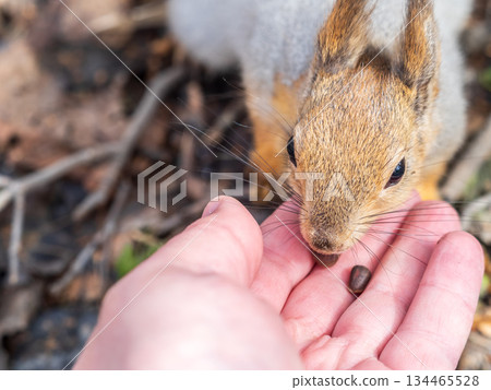 Squirrel eats nuts from a man's hand. Caring for animals in winter or autumn. 134465528