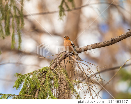Common chaffinch, Fringilla coelebs, sits on a branch in spring on green background. Common chaffinch in wildlife. Common chaffinch, Fringilla coelebs, sits on a branch in spring on green background. Common chaffinch in wildlife. 134465537