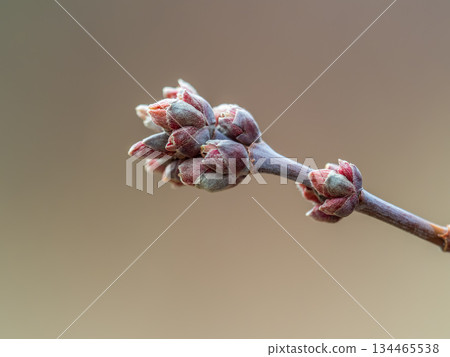 Acer negundo, Box elder, boxelder, ash-leaved and maple ash, Manitoba, elf, ashleaf maple male inflorescences and flowers on branch outdoor. 134465538